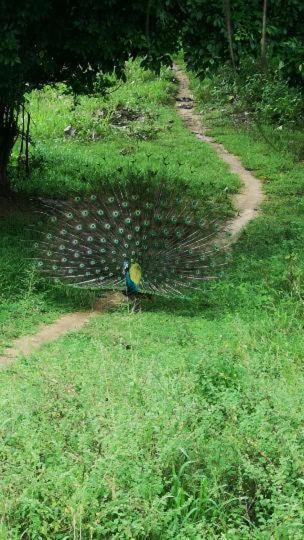 Hotel Bird Paradise Sigiriya Esterno foto